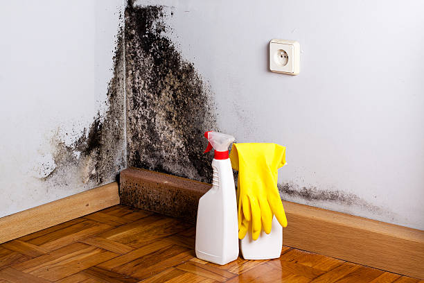 DIY Mold Remediation